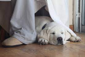 What Is The Cost Of A White Labrador Dog Quora