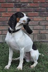 Image result for bernský honič