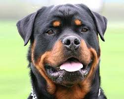 To breed your dog successfully, it is best that the female is taken to where the male is. How To Start A Dog Breeding Business Any Where