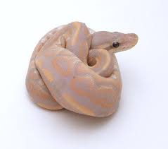 Pin On Reptiles