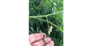 Tomato hornworms (manduca quinquemaculata) are a serious problem for tomato growers. Hornworms And Wasps In The Garden Morning Ag Clips