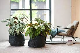 deze vijf planten doen het geweldig in jouw slaapkamer en dit doen ze voor jou slaapkamergeluk planten in de slaapkamer planten