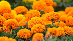 Resultado de imagen para flores