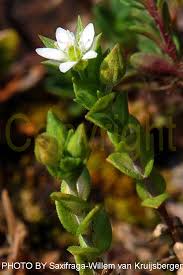 Image result for Cliffortia serpyllifolia
