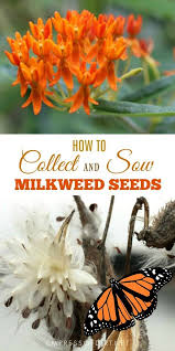 How To Collect And Sow Milkweed Seeds Asclepias For Monarchs Milkweed Plant Milkweed Seeds Butterfly Habitat