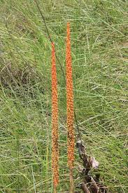 Image result for Disa welwitschii