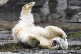 L ours polaire une espèce prioritaire wwf france : Les Ours Polaires Ont Ils Leur Place Dans Un Zoo Ou La Problematique De La Captivite Des Animaux Sauvages