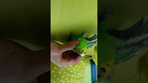 Kus Olumu Youtube