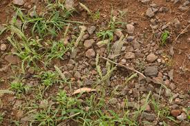 Image result for Tragus berteronianus