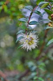 Image result for Syzygium niassense