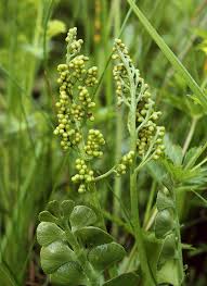 Image result for Ophioglossaceae