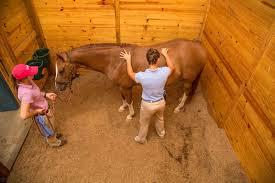 How Veterinarians Use Chiropractic To Assess Equine Back Pain The Horse