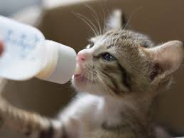 Kitten Feeding Schedule How Much Food Kittens Need
