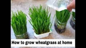 How To Grow Wheatgrass At Home Growing Wheat Grass Wheat Grass Seeds Wheat Grass