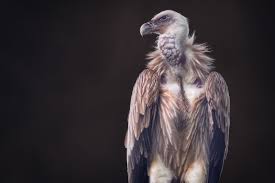 Himalayan vulture (gyps himalayensis) bird sounds free download on dibird.com. Portrait Of A Himalayan Griffon Vulture Dlifejourney