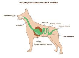 sobaku rvet zheltoj penoj prichiny simptomy opasnost lechenie i diagnostika