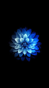 Fluorescent Blue Dahlia Wallpaper Flower Iphone Wallpaper Blue Flower Wallpaper Flower Wallpaper