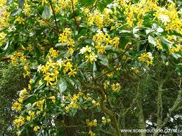Image result for Hymenosporum