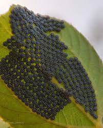 Nature On Instagram Butterfly Eggs The Beauty Of Nature This Is A Macro Capture Of Nymphalia Antiopa Butterfly Eggs P Insect Eggs Butterfly Insects