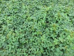 Image result for Calopogonium mucunoides