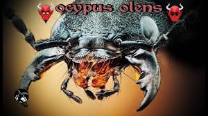 Devil's coach horse beetles mate during the autumn and lay eggs into a damp spots, such as in moss or leaf litter. The Devil S Coach Horse Halloween Special Youtube