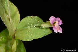 Image result for Canscora diffusa