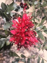 Image result for Schotia capitata