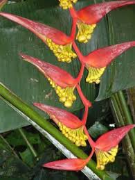 Get our best gardening advice and outdoor ideas delivered straight to your inbox. 31 Tropical Flowering Plants Ideas Plants Planting Flowers Tropical Flowers