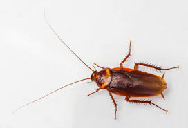 Fantastic pest control can send a pro to your property within 1 hour. Pest Control Bed Bug Extermination Cost Clifton Nj