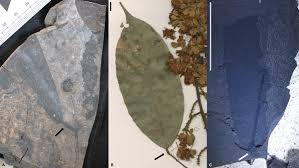 Image result for Englerodendron mengei