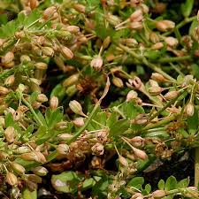 Image result for Glinus