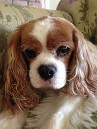 I M Sofia And I M 12 Years Old Cavalier King Charles Dog King Charles Dog Cavalier King Charles Spaniel
