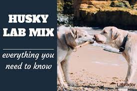 Everything You Need To Know About Husky Lab Mix Dogs Klinsbot