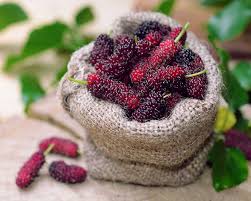 Mulberries is a classic myth that brings you to a place called the double r bar with simple building, but with secrets which lie underneath. How To Grow Mulberries