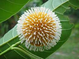 Beautiful Bangladesh The Kodom Kadam A Very Special Flower Bloom In The Monsoon Season Flowers Flowers Photography Indian Flowers