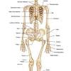 The thoracic spine helps keep the body upright and stable. 1