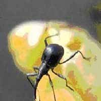 Kumbang hitam pada pokok kacang. Waspadalah Kepik Dan Kumbang Penggerek Polong Mengintai Kacang Hijau Balitkabi
