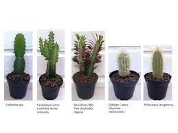 Indoor cactus care has become a popular topic. How To Make An Indoor Cactus Garden With Video Trillium Living