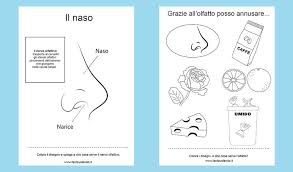 I Cinque Sensi Le Schede Fantavolando Scienza Per Bambini Classe Di Scienze Senso