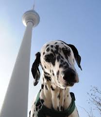 Krümel sucht ein neues zuhause. Achtung Berliner Hunde Jetzt Herrscht Leinenpflicht Hunde