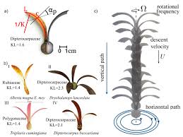 Image result for Dipterocarpaceae