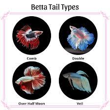 Fish guide for siamese fighting fish, betta splendens, betta profile with fish pictures, description and information, betta fish care, diet, habitat and fish diseases, tank mates and keeping the labyrinth fish. All About Betta Fish Facts More