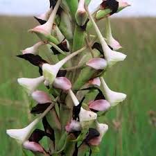 Image result for Disa polygonoides