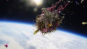 Image result for Exotheca