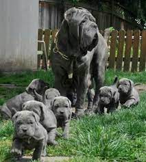 Neapolitan Mastiff Pets For Sale Neapolitan Mastiff Puppies For Sale Kwazulu Neapolitan Mastiff Mastiff Puppies For Sale Neapolitan Mastiffs Mastiff Puppies