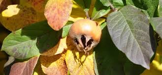 Maybe you would like to learn more about one of these? Have You Heard Of A Medlar Fleming S