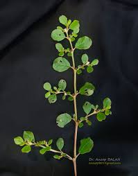 Image result for Trianthema portulacastrum