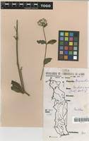 Image result for Pandiaka involucrata