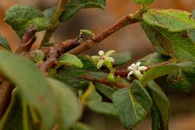 Image result for Rytigynia monantha