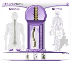 Pin By Beth Kirkpatrick On Anatomy Chart Sketches Anatomy